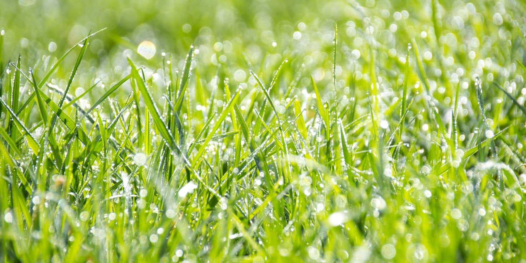 image of moisture on grass