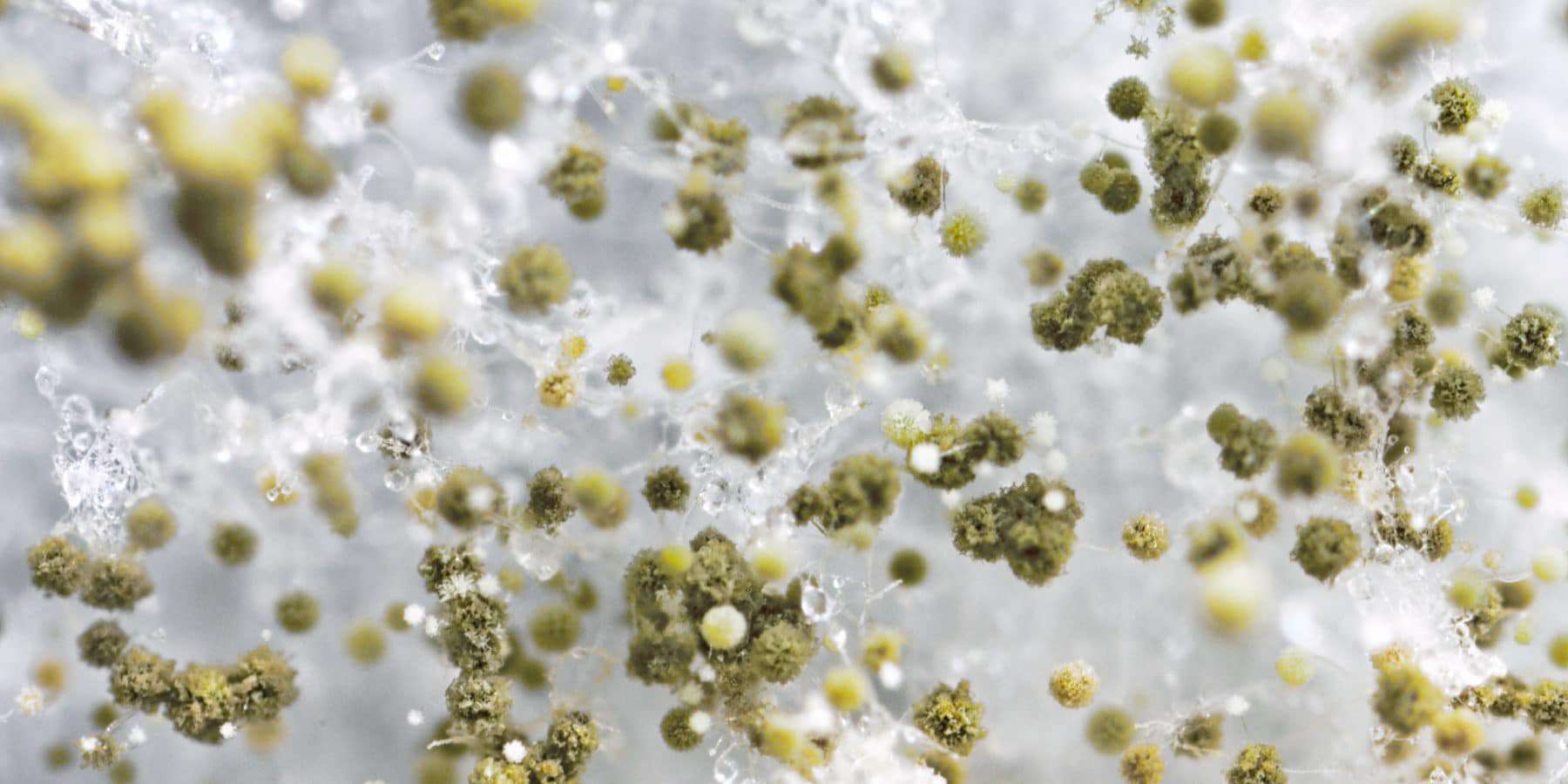 Macro photography of fuzzy mold spores