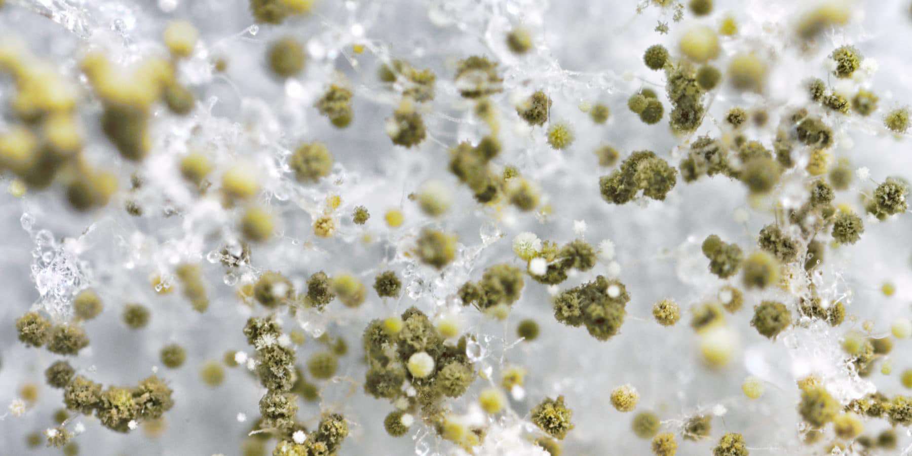 How Do Mold Spores Spread? | Mold Remediation | Healthy ...