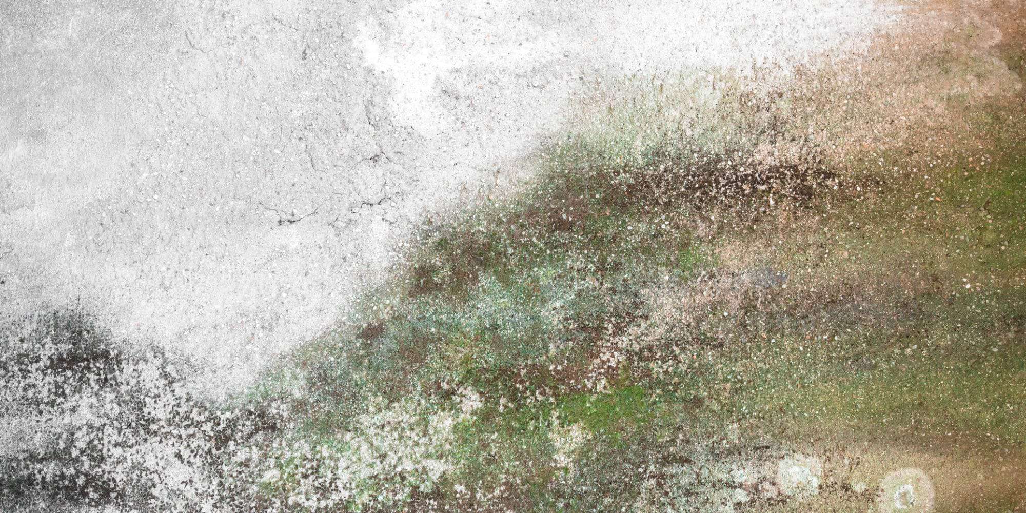 The Difference between Black and Green Mold | Healthy Air USA