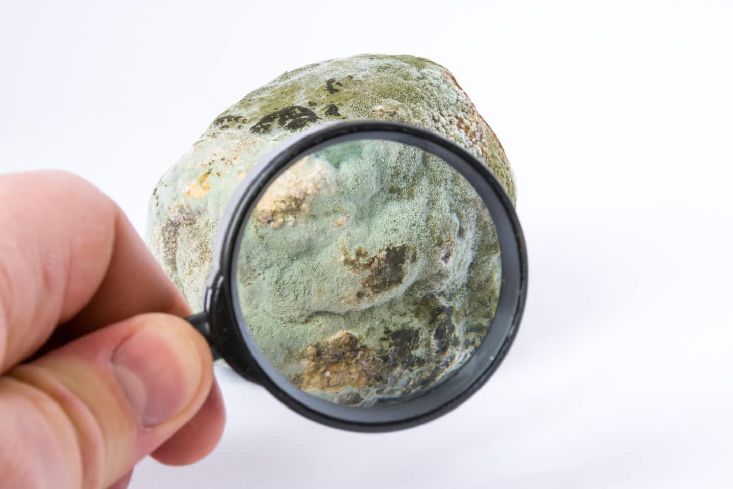 Scientist holding magnifying glass up to mold spores