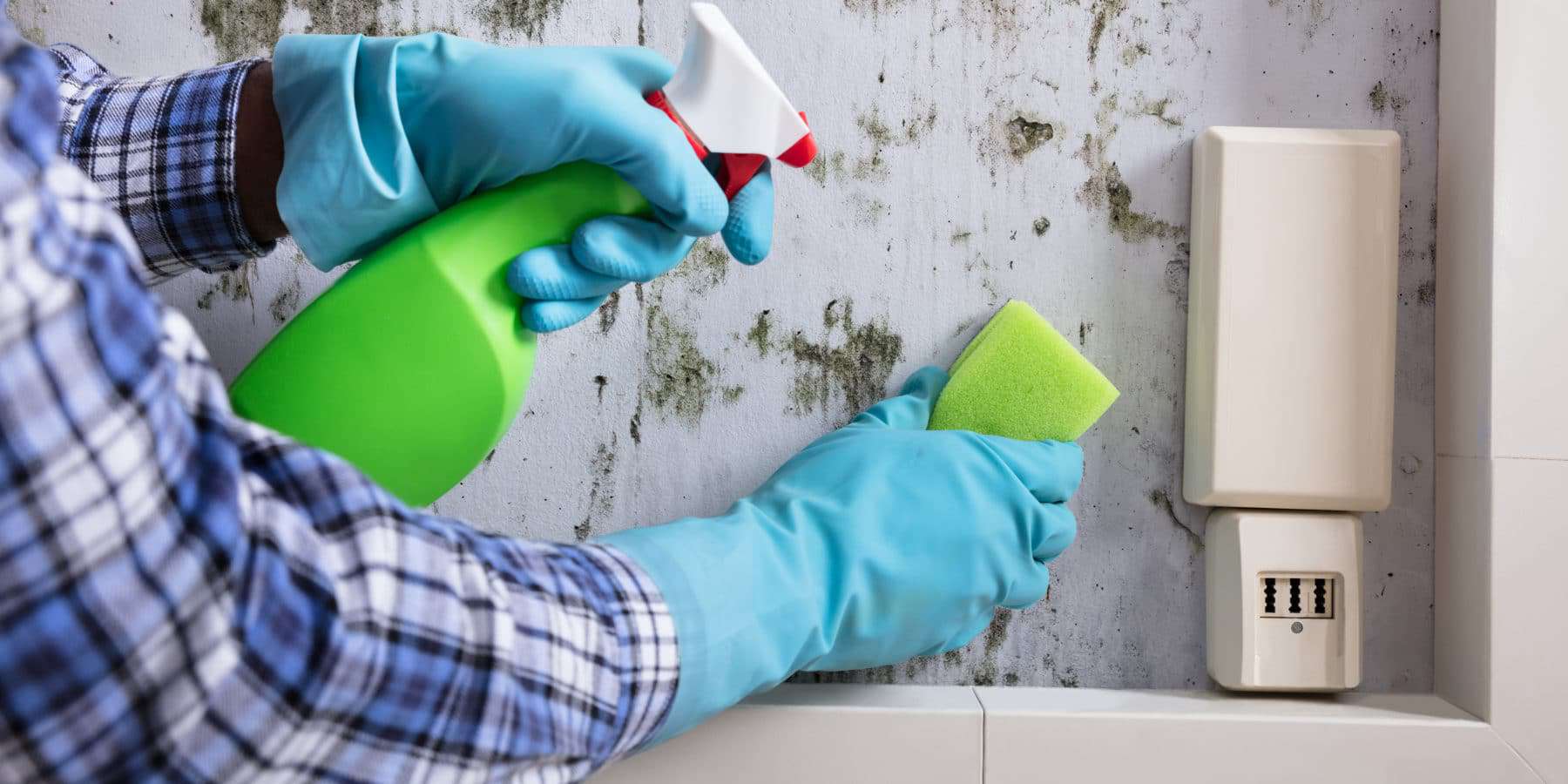 Housekeeper's Hand With Glove Cleaning Green Mold From Wall With Sponge And Spray Bottle