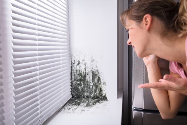 What to Do If Your House Has Mold (Or You Think It Does): There are two key reasons why you should not disturb mold. The purpose of this article is to help you determine if you have a mold problem by identifying the top 7 areas in your home that you will likely find mold and explains what you should NOT DO if you do find mold.