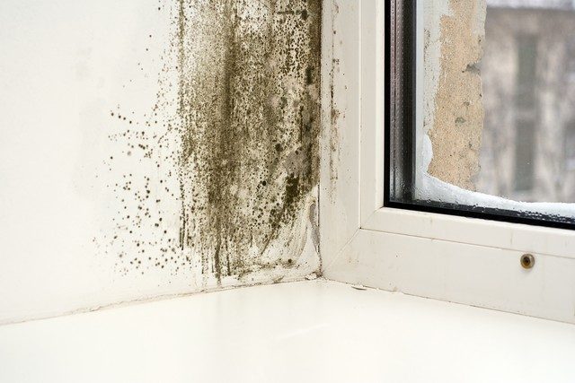 Top 7 Places To Look For Mold!