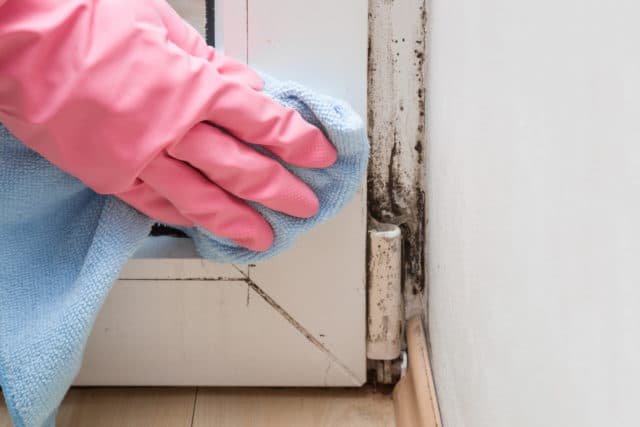 Person cleaning black mold in the corner of a window.