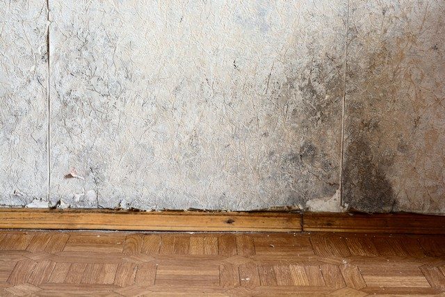 10 Things You Should Know About Mold!