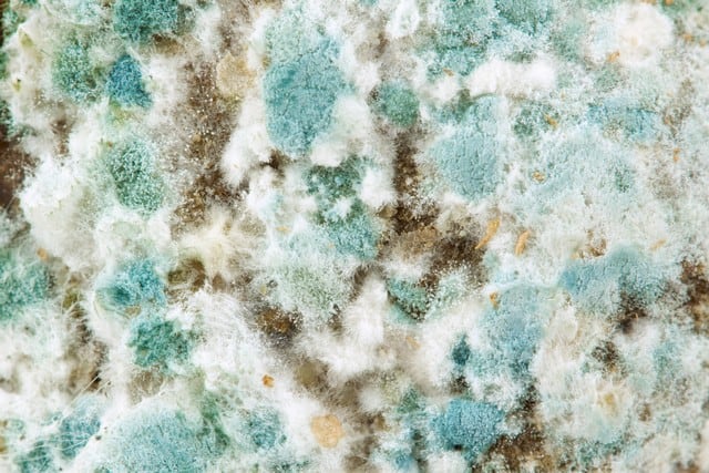 How To Prevent Mold: 10 Tips - How do I prevent mold from growing? This is one of the most common questions our professionals at Health Air USA are asked. To ensure that you have knowledge to prevent mold from growing in your home or business, this article explains why mold grows and what can be done to prevent it. All 10 recommendations are important, though you may want to pay particular attention to tips number 2, 4, 8, and 10!