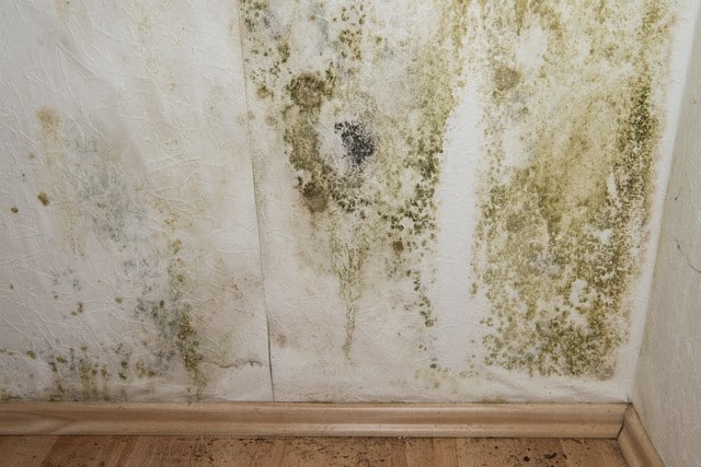 10 Mold Prevention Tips Every Home Owner Should Know!