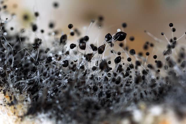 Stachybotrys Chartarum, Also Known As Black Mold, Is Dangerous
