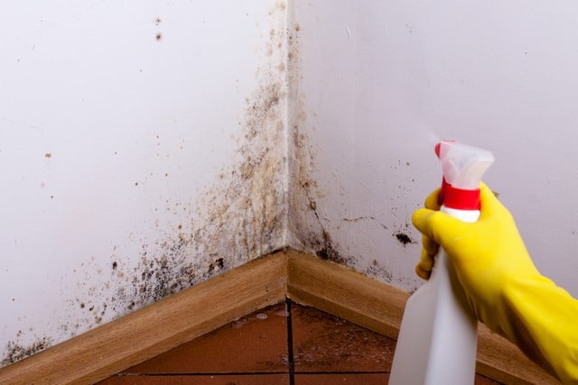 Black Mold Should Not Be Disturbed!