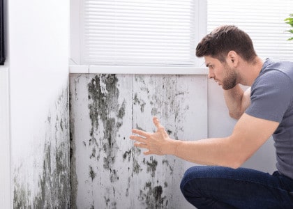 mold removal professional