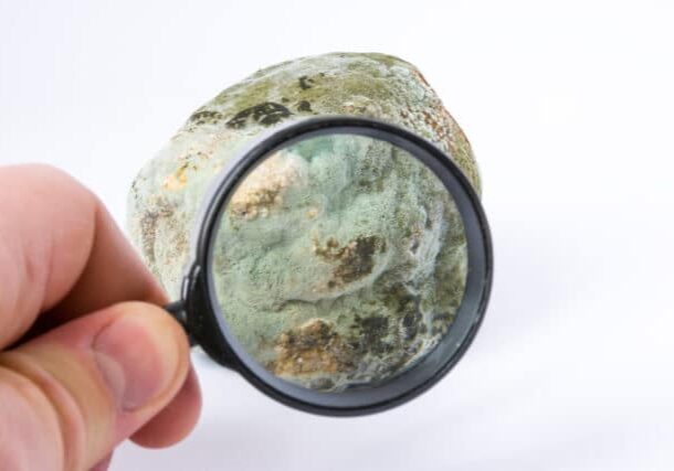 Scientist holding magnifying glass up to mold spores